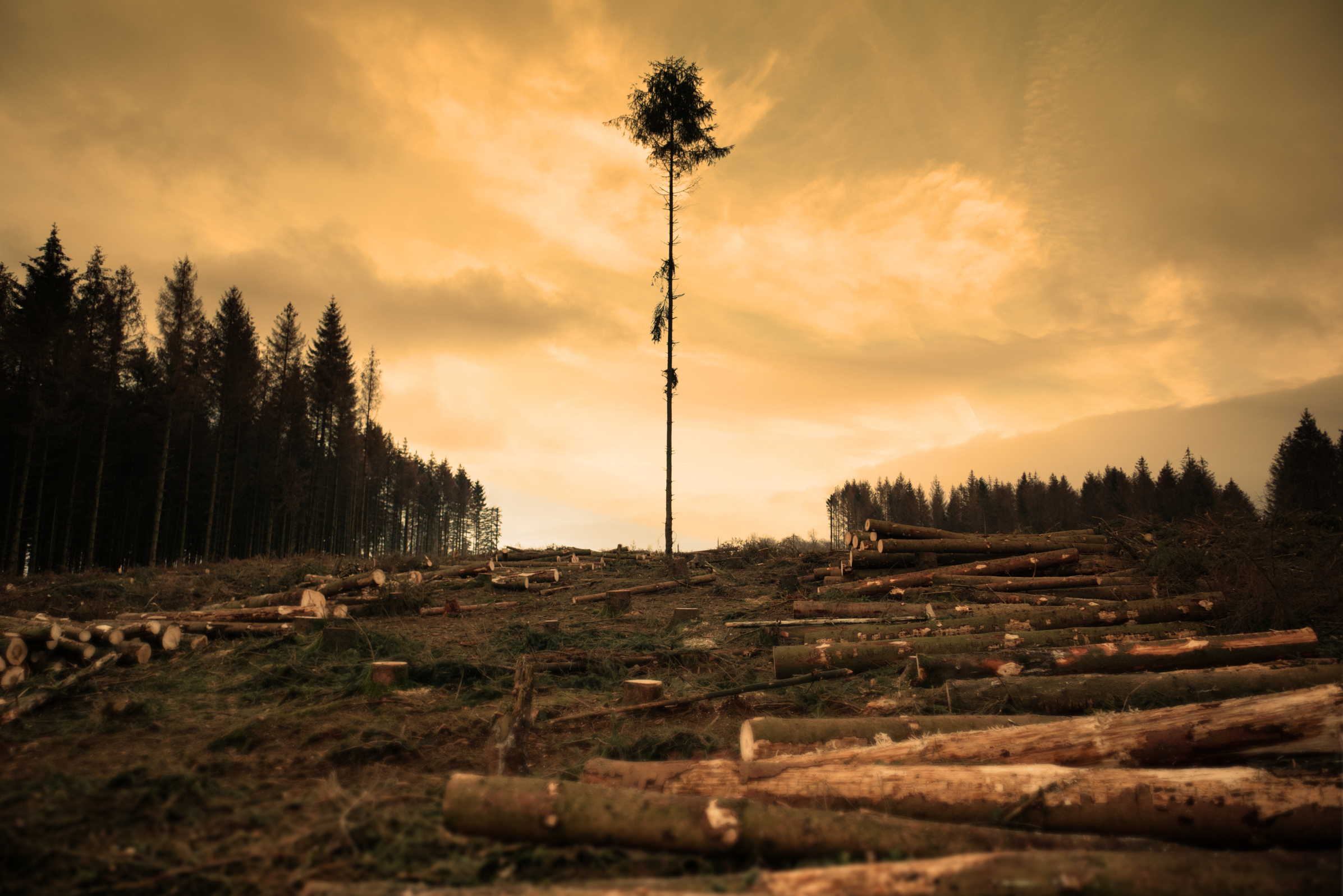 Deforestation in Wood on Sunset